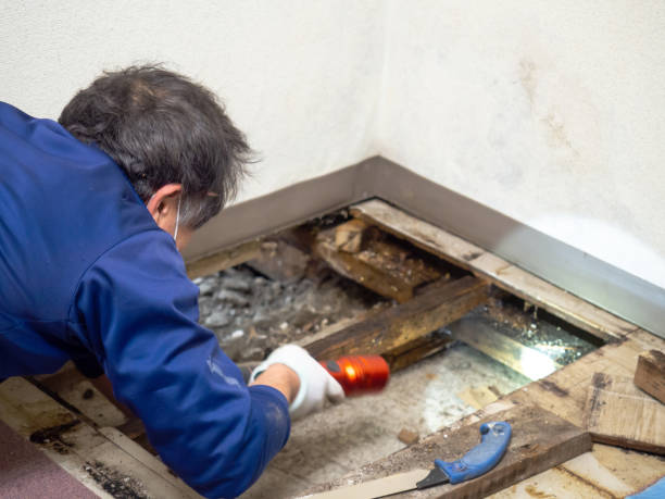 Talladega, AL Mold Removal Company