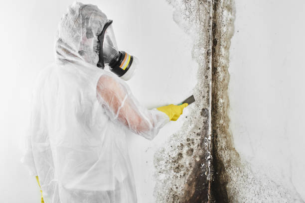 Best Mold Damage Repair  in Tladega, AL