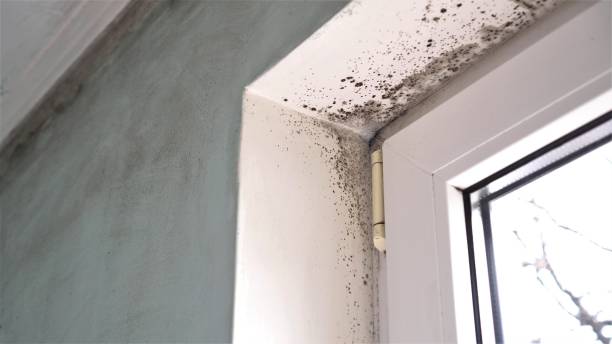 Best Mold Removal and Inspection  in Tladega, AL