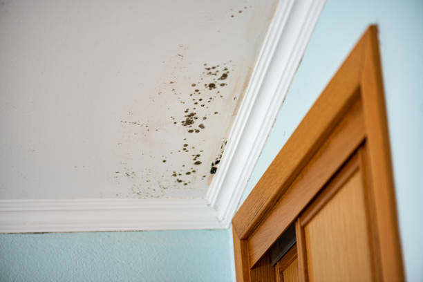 Best Best Mold Removal Companies  in Tladega, AL