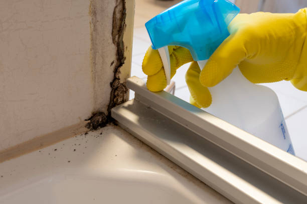 Best Professional Mold Removal  in Tladega, AL