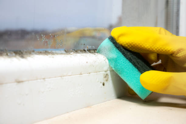 Best Attic Mold Removal  in Tladega, AL