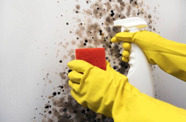 Best Mold Inspection  in Tladega, AL