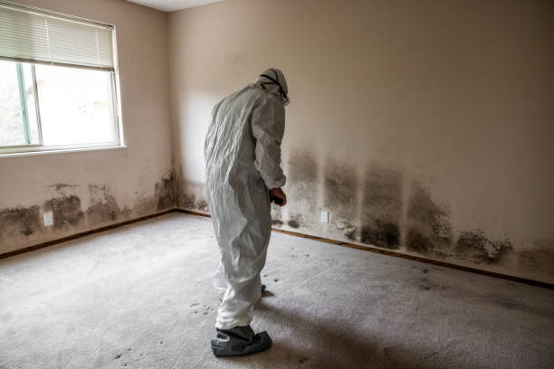 Best Mold Cleaning Services  in Tladega, AL