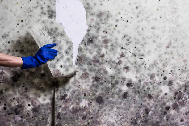Best Emergency Mold Removal  in Tladega, AL