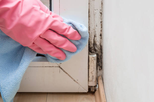 Best Commercial Mold Removal  in Tladega, AL